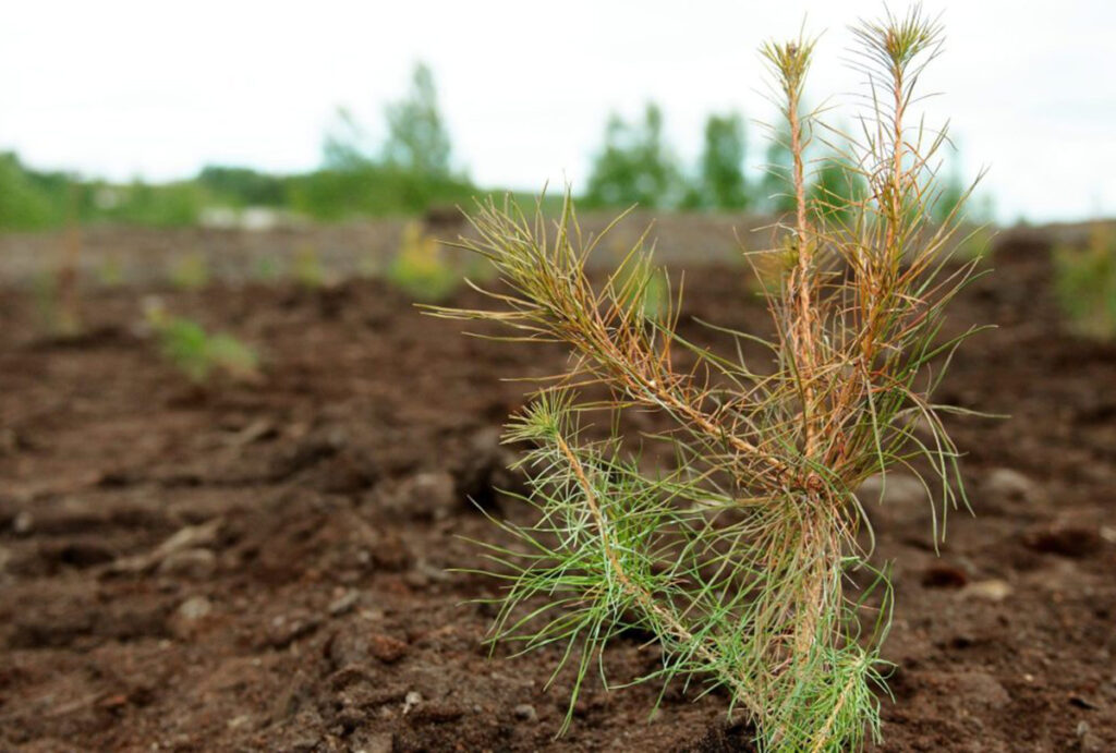 canada’s oil and gas industry doing its part to re forest the country 1200x810