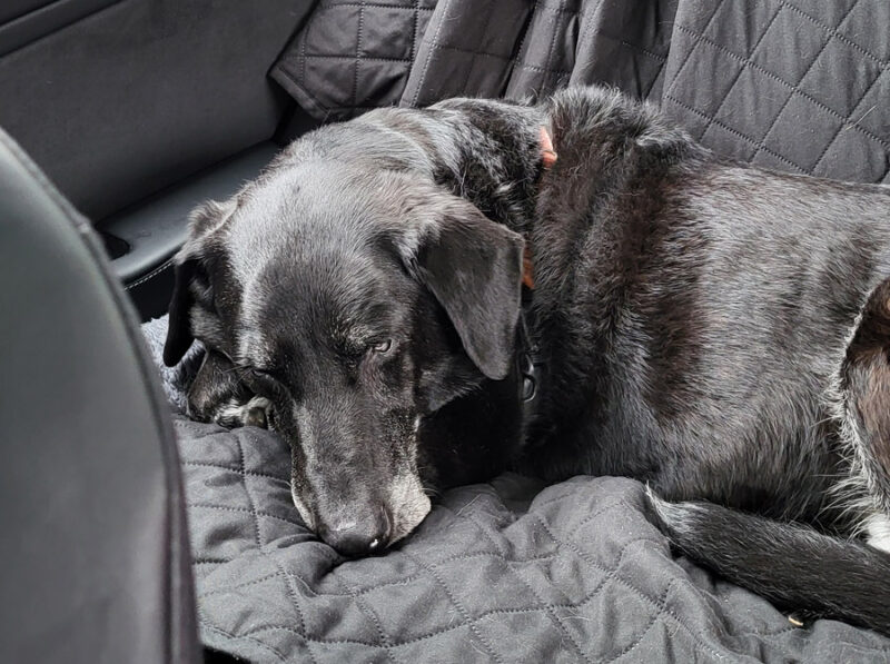 Mollie chilling in the back seat.