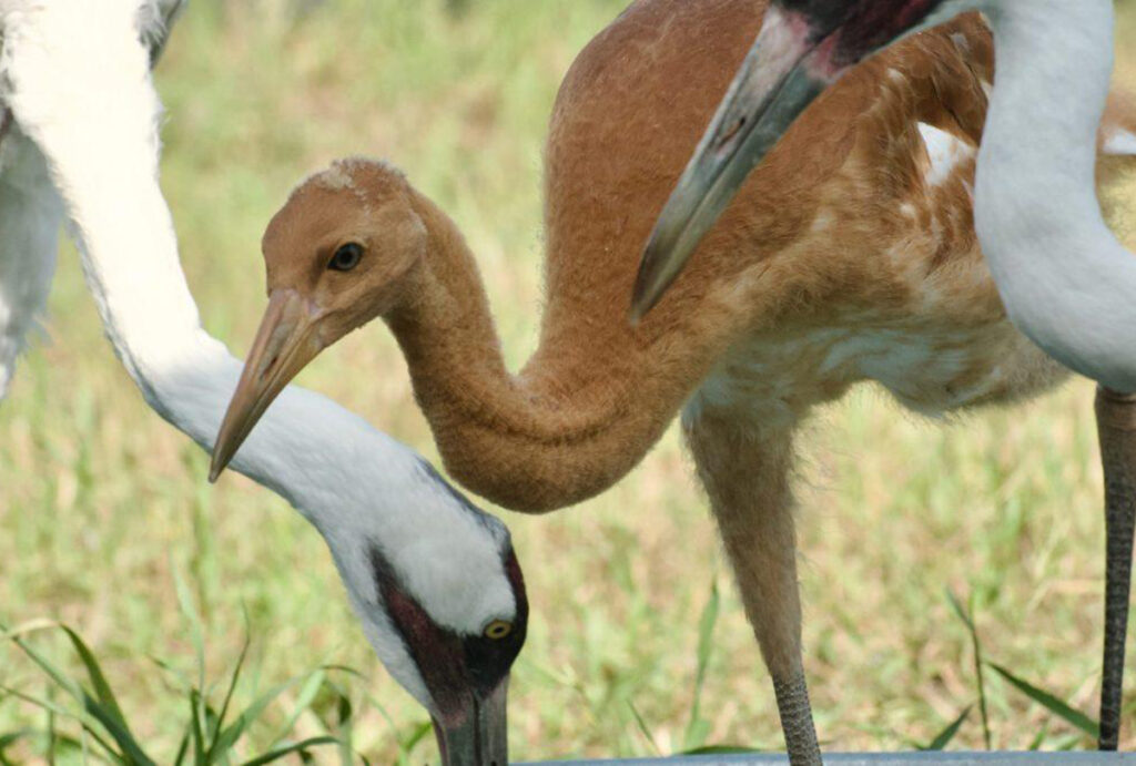 whooping crane recovery program receives a lift from canada’s largest oil and gas producer 1200x810