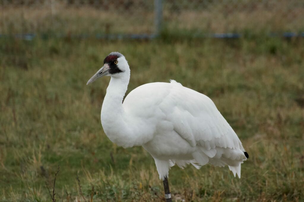 whooping crane recovery program receives a lift from canada’s largest oil and gas producer 2