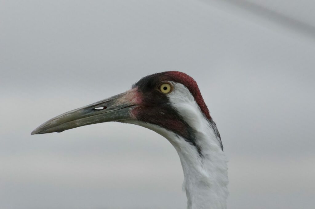 whooping crane recovery program receives a lift from canada’s largest oil and gas producer 3